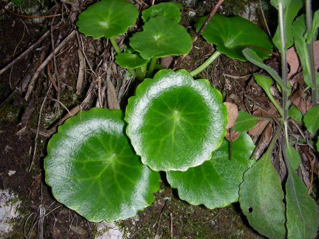 Solamente le foglie ... - Umbelicus sp. e Saxifraga?